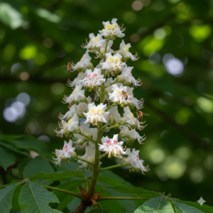 Hestekastanje, Bachs blomsterremedier